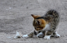 1375100623_2_i-miejsce-paula-janiak-kotek