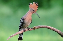 1375100721_0_ii-miejsce-karol-fornalczyk