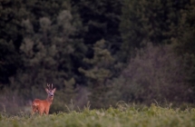 1375100976_2_iii-miejsce-monika-kutkowska