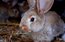 1375100623_3_i-miejsce-paula-janiak-kroliczek