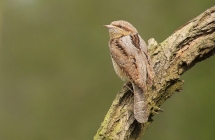 1375100721_1_ii-miejsce-karol-fornalczyk