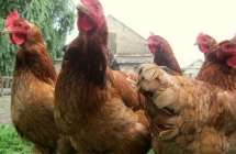 1375101105_3_aleksandra-borowska