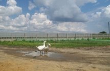 1375101211_0_dominika-bartnik