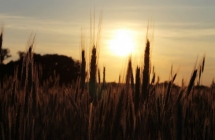 1375101261_1_dominika-wolf