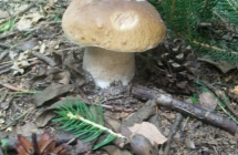 1375101213_2_dominika-bartnik