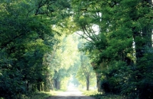 1375101262_2_dominika-wolf