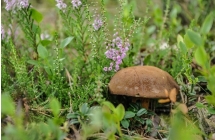 1375101438_2_joanna-szmagaj-piotrowska