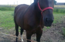 1375101836_0_justyna-orligora