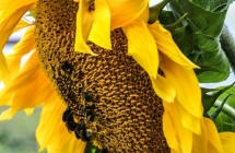 1375101438_3_joanna-szmagaj-piotrowska