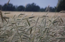 1375101965_1_katarzyna-skotarek