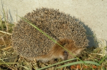 1375101891_1_agnieszka-kulawiecka