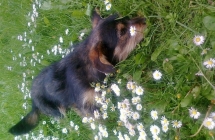 1375101890_0_agnieszka-kulawiecka