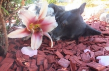 1375102015_3_kinga-koralewska