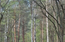 1375102013_0_kinga-koralewska