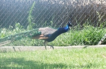 1375102123_1_marcelina-koralewska