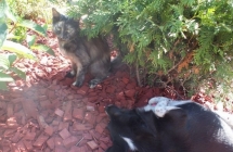 1375102124_3_marcelina-koralewska