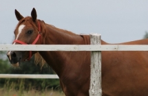 1375102346_1_nikola-kwiatkowska