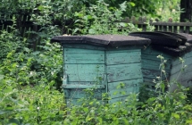 1375102347_2_nikola-kwiatkowska