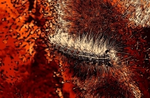 1375102425_0_rafal-kaciak