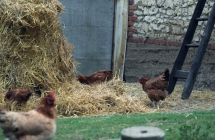 1375102348_3_nikola-kwiatkowska