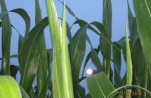 1375102487_0_sylwia-dolinska