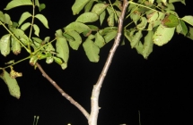 1375102488_1_sylwia-dolinska