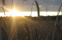 1375102488_3_sylwia-dolinska