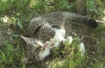 1375102427_2_rafal-kaciak