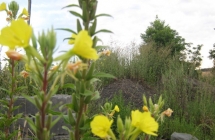 1375102488_2_sylwia-dolinska