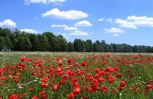 1375102572_1_tomasz-mecel