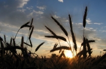 1375102571_0_tomasz-mecel