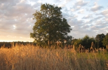 1375102489_4_sylwia-dolinska