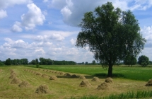 1375102574_3_tomasz-mecel